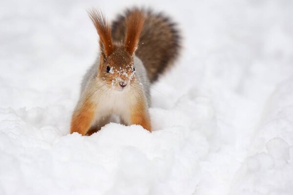 Squirrel squirrels winter snow 