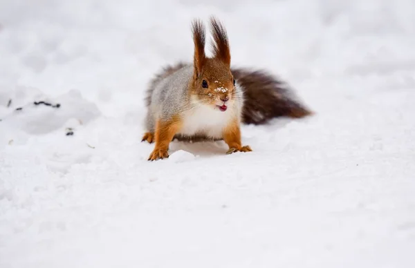 Squirrel Sits Snow — Stock Photo, Image