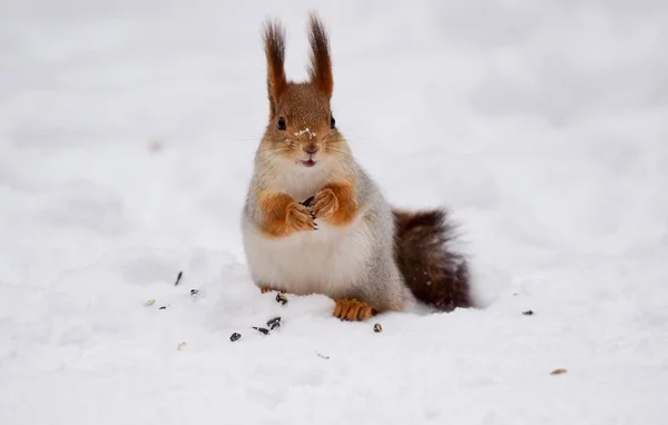 リスは雪の上に座って餌を食べる — ストック写真