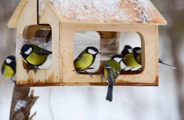 Tits Sit Feeding Winter Time Stockbild