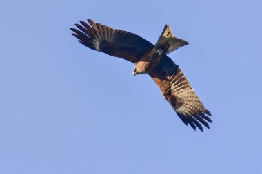 Gökyüzünde siyah kulaklı uçurtma