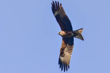 Gökyüzünde siyah kulaklı uçurtma