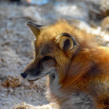 Baharda kızıl tilki