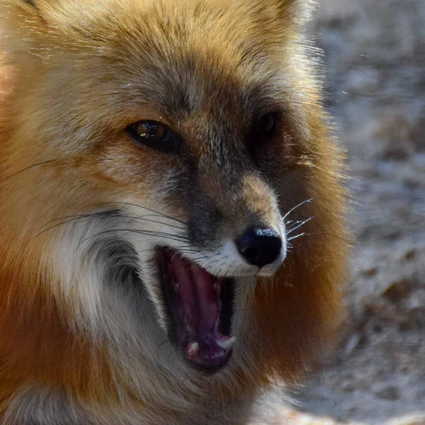 春天里的红狐 — 图库照片
