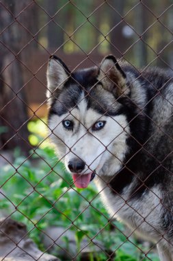 Husky köpeği hayvanat bahçesinde dost canlısı görünüyor.