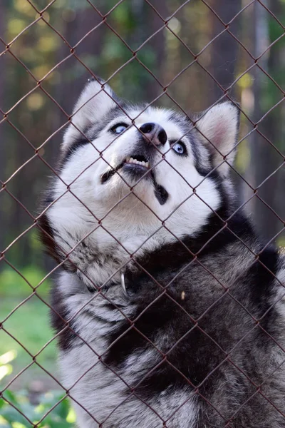 Husky Perro Buscando Amigable Zoológico —  Fotos de Stock