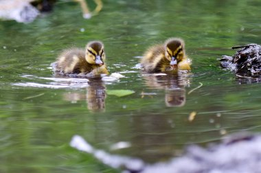 Gölette ördek yavrusu beslerken