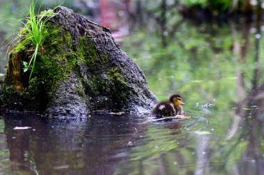 Gölette ördek yavrusu beslerken