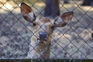 Hayvanat bahçesindeki genç geyik