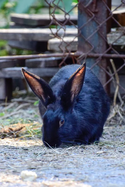 Černý Králík Kleci Zoo — Stock fotografie