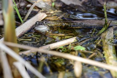 Yumurtlama sırasında göldeki kurbağa.