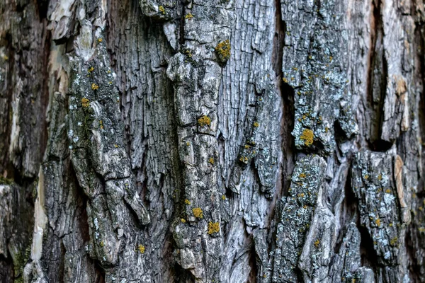 Textura Casca Tronco Árvore — Fotografia de Stock