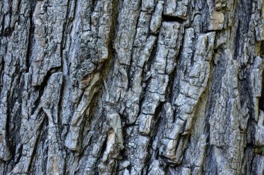 Ağaç gövdesi kabuğunun dokusu