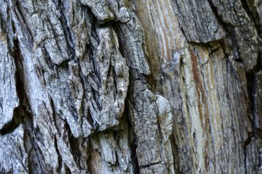 Ağaç gövdesi kabuğunun dokusu