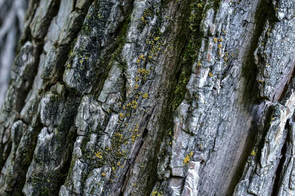 Textura Casca Tronco Árvore — Fotografia de Stock