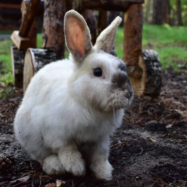 White rabbit with a black spot on the nose in the park