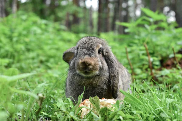 Сірий Кролик Їсть Кору Хліба Сосновому Лісі — стокове фото