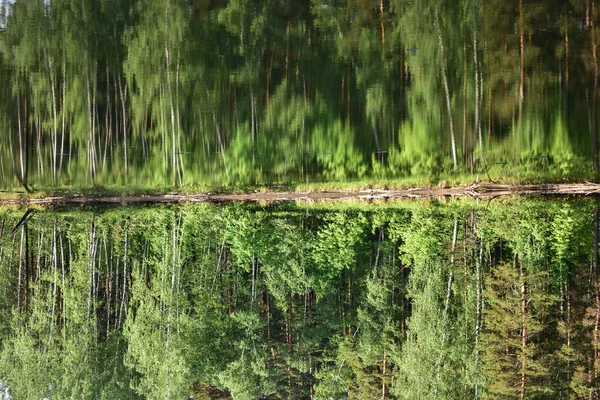 Forêt Sibérienne Bord Réservoir Été — Photo