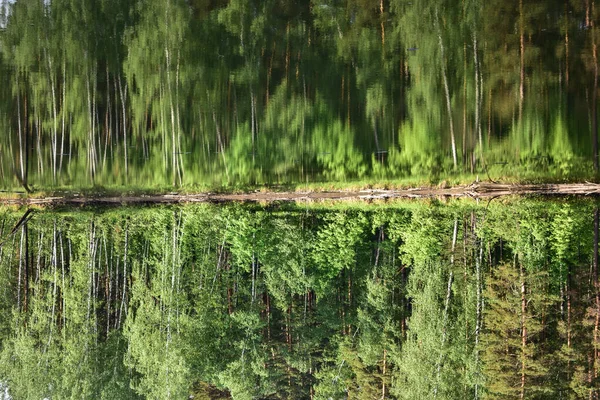 Yazın Bir Rezervuarın Kıyısındaki Sibirya Ormanı — Stok fotoğraf