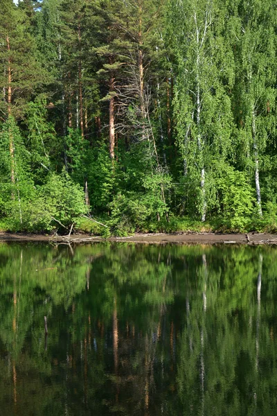 Сибирский Лес Берегу Водохранилища Летом — стоковое фото