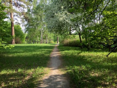 Sibirya Ormanı Yazın