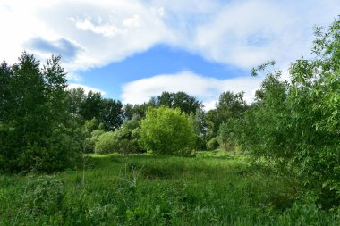 Sibirya ormanı ve yazın güzel bulutlar.