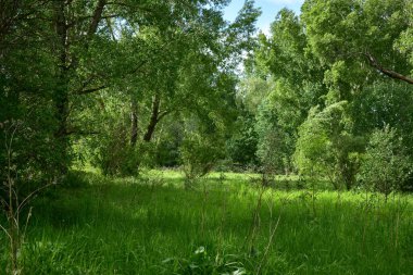 Sibirya Ormanı Yazın