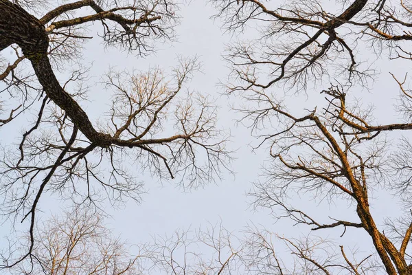 Tops Trees Autumn Forest Leaves Already Fallen — Stock Photo, Image