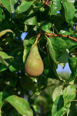 Bahçede olgunlaşan armutlar
