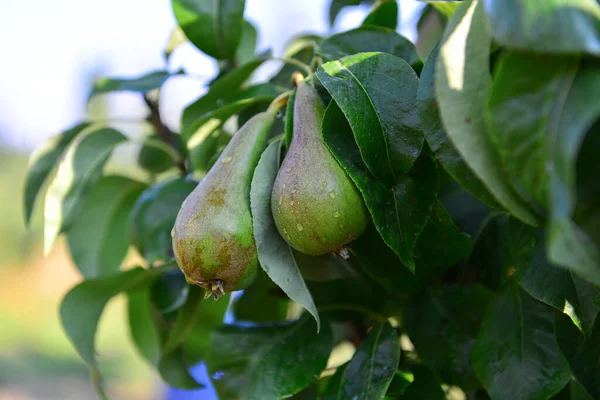 庭で熟す梨 — ストック写真