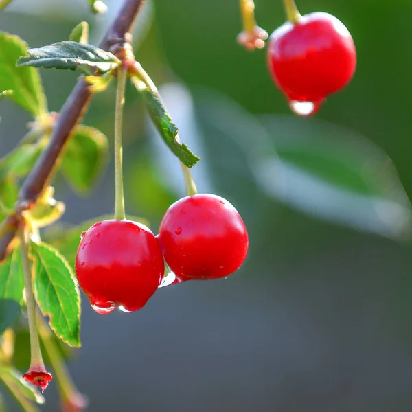 Maduración Cereza Jardín Permite Disfrutar Solo Del Aspecto Aroma Sino —  Fotos de Stock