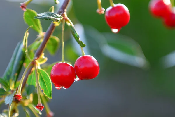 정원에서 체리가 무르익으면 향기뿐만아니라 성장하고 열매가 순환을 수있다 — 스톡 사진