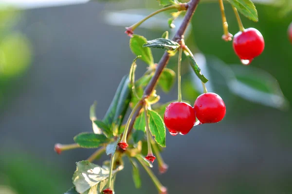 Kirschreifung Garten Ermöglicht Ihnen Nicht Nur Das Aussehen Und Das — Stockfoto