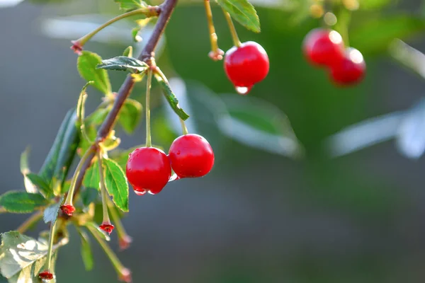 정원에서 체리가 무르익으면 향기뿐만아니라 성장하고 열매가 순환을 수있다 — 스톡 사진