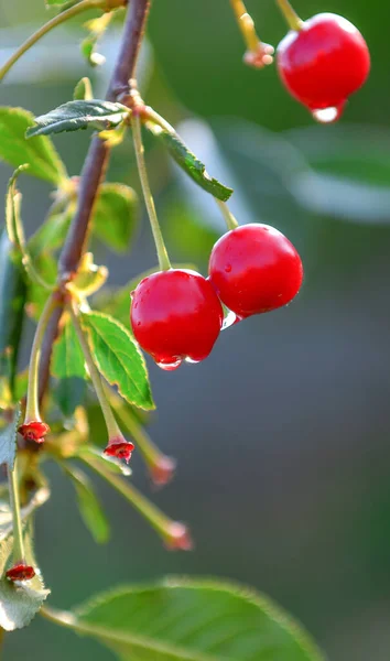 Kirschreifung Garten Ermöglicht Ihnen Nicht Nur Das Aussehen Und Das — Stockfoto