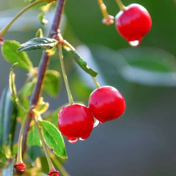 Maduración Cereza Jardín Permite Disfrutar Solo Del Aspecto Aroma Sino —  Fotos de Stock