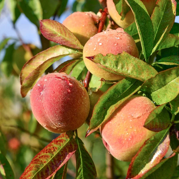 Aprikosen Und Pfirsiche Wachsen Auf Einem Zweig Garten — Stockfoto