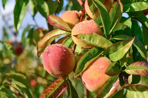 Aprikosen Und Pfirsiche Wachsen Auf Einem Zweig Garten — Stockfoto