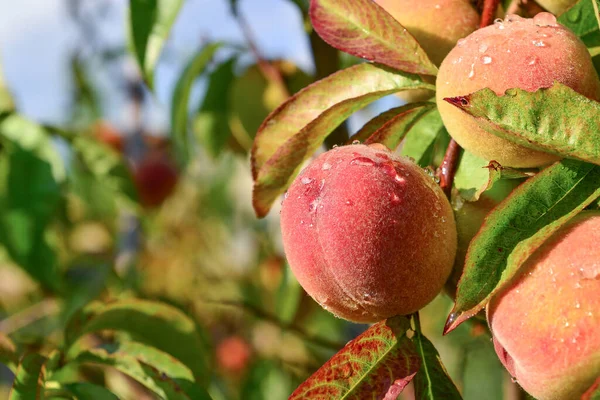 Aprikosen Und Pfirsiche Wachsen Auf Einem Zweig Garten — Stockfoto