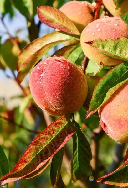 Aprikosen Und Pfirsiche Wachsen Auf Einem Zweig Garten — Stockfoto