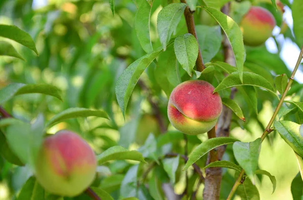 Aprikosen Und Pfirsiche Wachsen Auf Einem Zweig Garten — Stockfoto