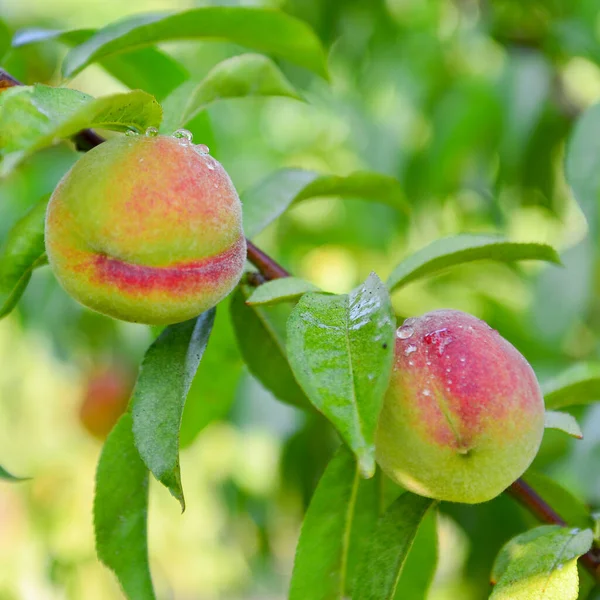 Aprikosen Und Pfirsiche Wachsen Auf Einem Zweig Garten — Stockfoto