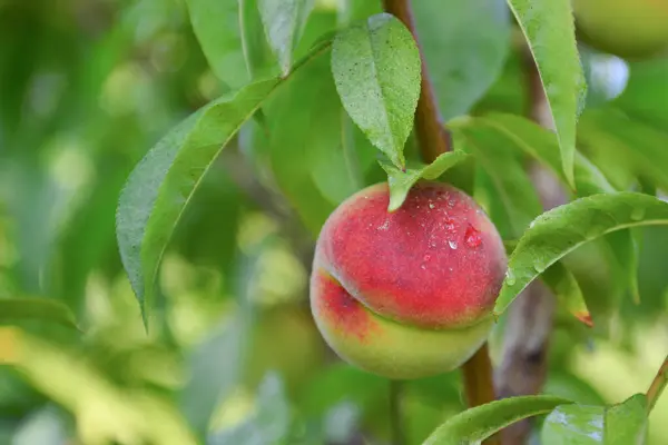 Aprikosen Und Pfirsiche Wachsen Auf Einem Zweig Garten — Stockfoto