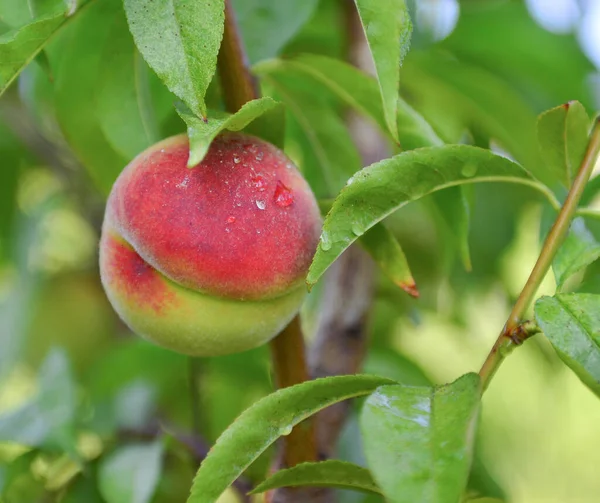 Aprikosen Und Pfirsiche Wachsen Auf Einem Zweig Garten — Stockfoto