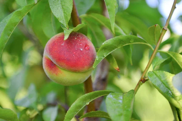 Aprikosen Und Pfirsiche Wachsen Auf Einem Zweig Garten — Stockfoto