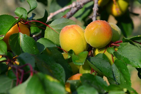 Aprikosen Und Pfirsiche Wachsen Auf Einem Zweig Garten — Stockfoto