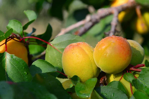 Aprikosen Und Pfirsiche Wachsen Auf Einem Zweig Garten — Stockfoto