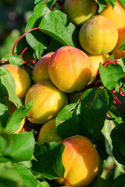 Aprikosen Und Pfirsiche Wachsen Auf Einem Zweig Garten — Stockfoto