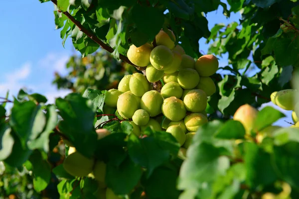 Albaricoques Melocotones Crecen Una Rama Jardín — Foto de Stock