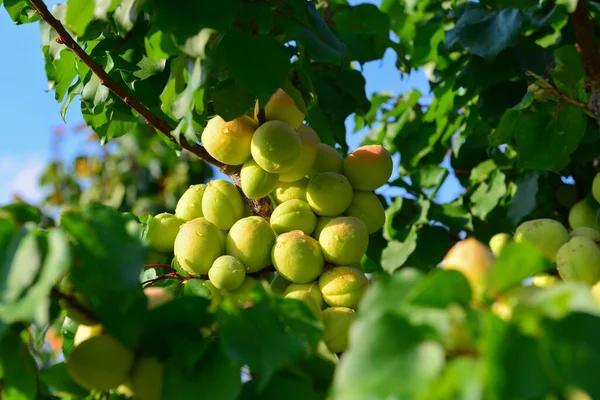 Los Melocotones Crecen Una Rama Jardín — Foto de Stock